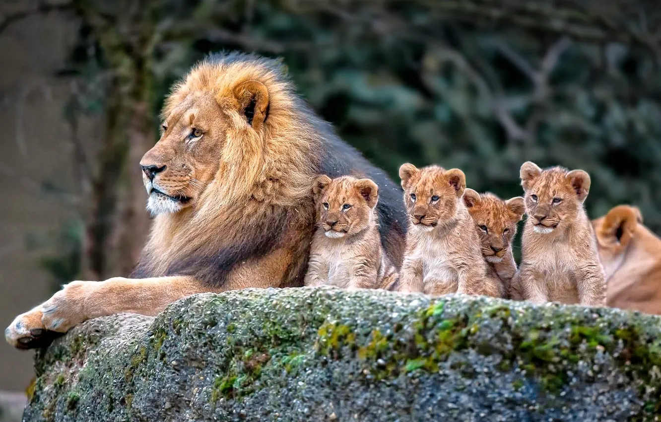 Фото обои nature, Lion, family, cubs