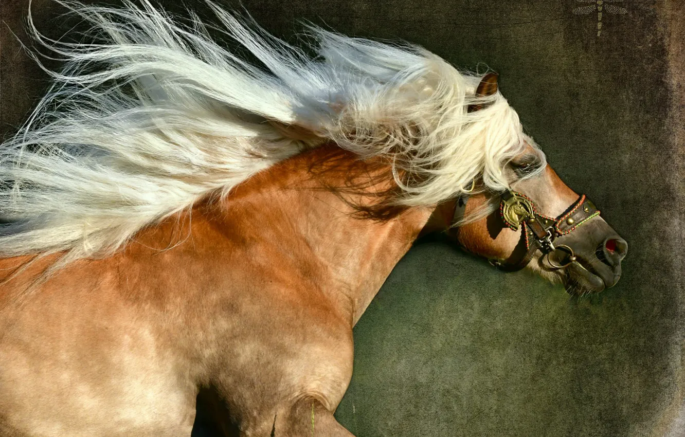 Фото обои конь, лошадь, грива