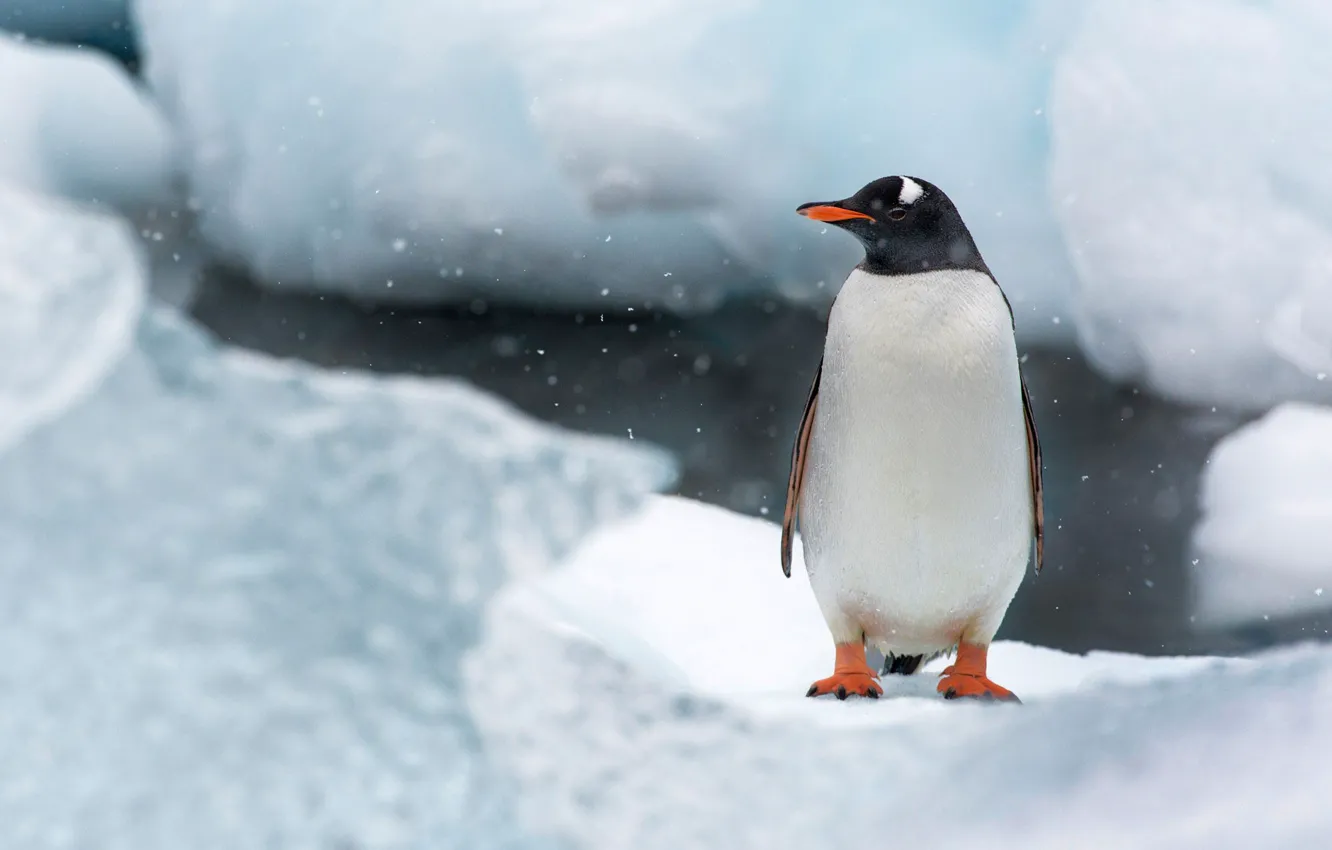 Фото обои лед, снег, птица, остров, пингвин, Антарктида, Кувервиль