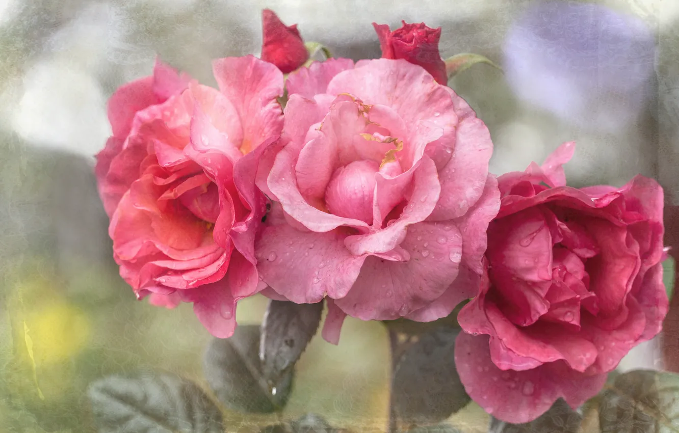 Фото обои розы, букет, розовые, трио