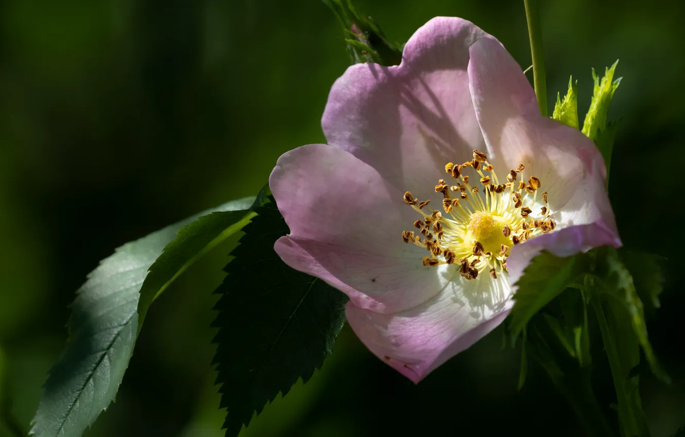 Фото обои цветок, листья, макро, розовый, шиповник