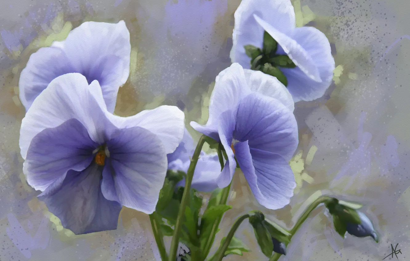 Фото обои цветы, анютины глазки, виола