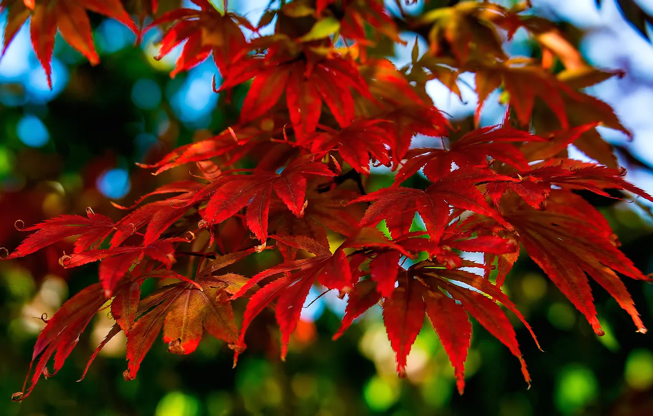 Фото обои осень, листья, макро, ветка, багрянец