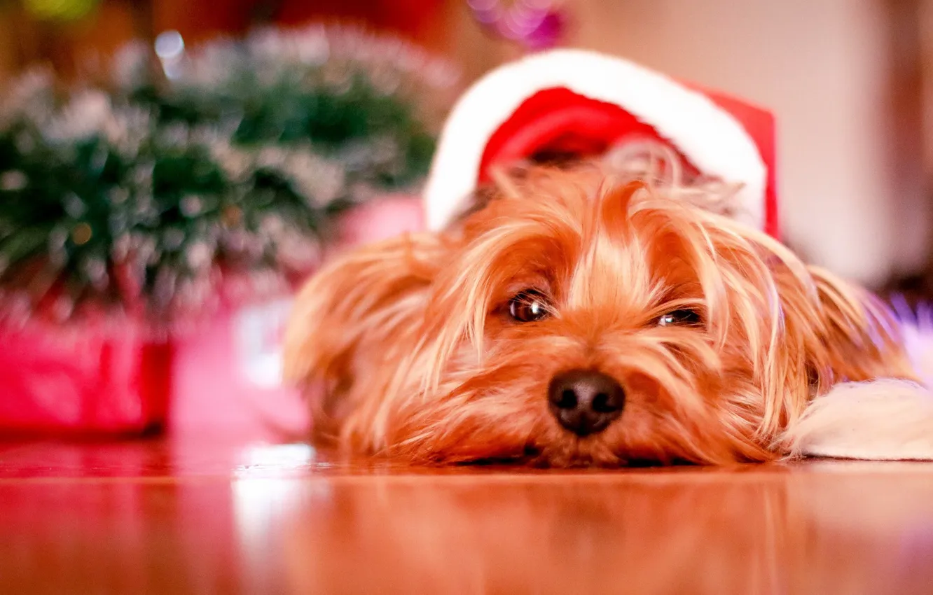 Фото обои рождество, собака, милый, щенок, christmas, puppy, dog, cute
