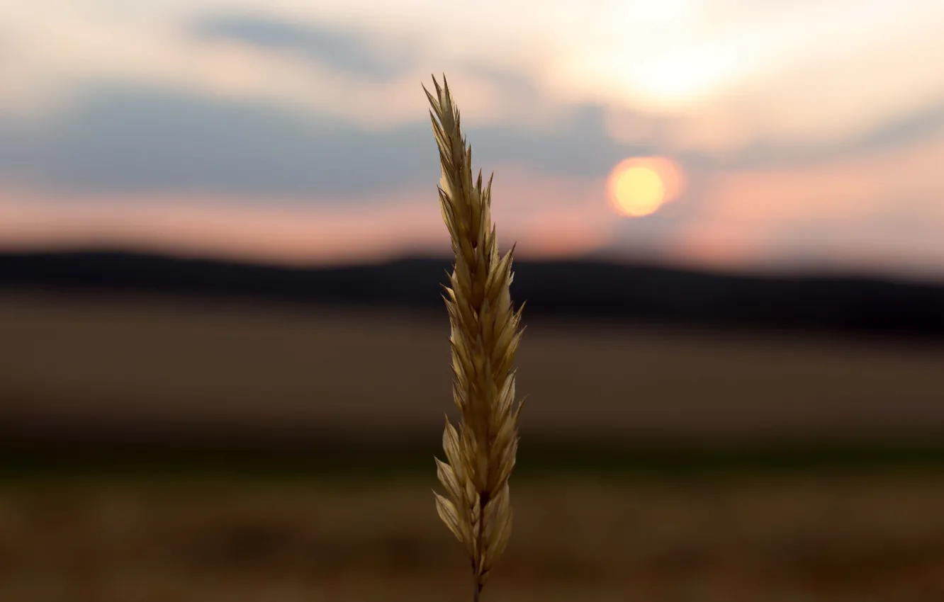 Фото обои twilight, field, sunset, sun, dusk, corn, countryside, farm