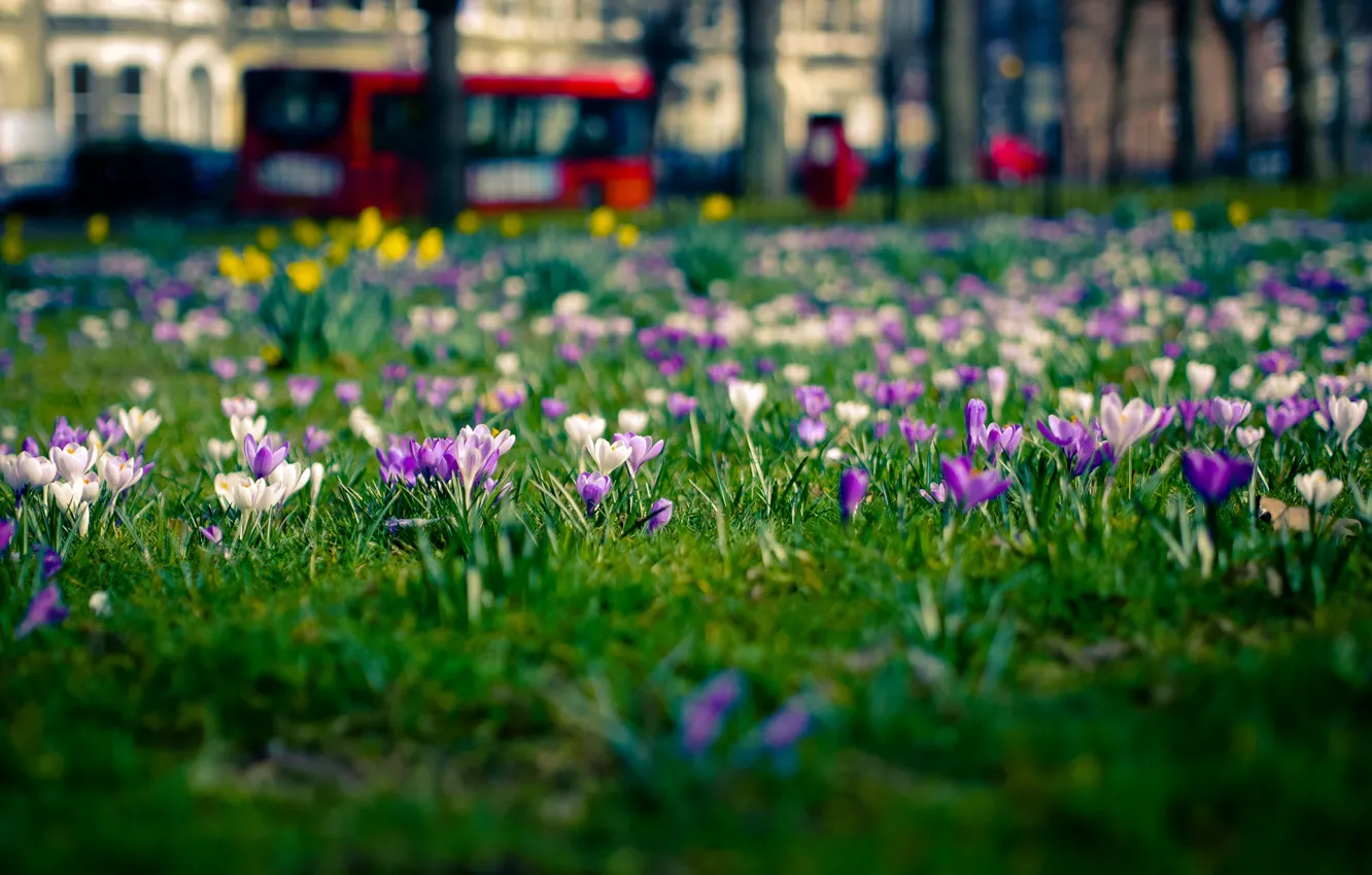 Фото обои цветы, город, поляна, лондон, весна, крокусы
