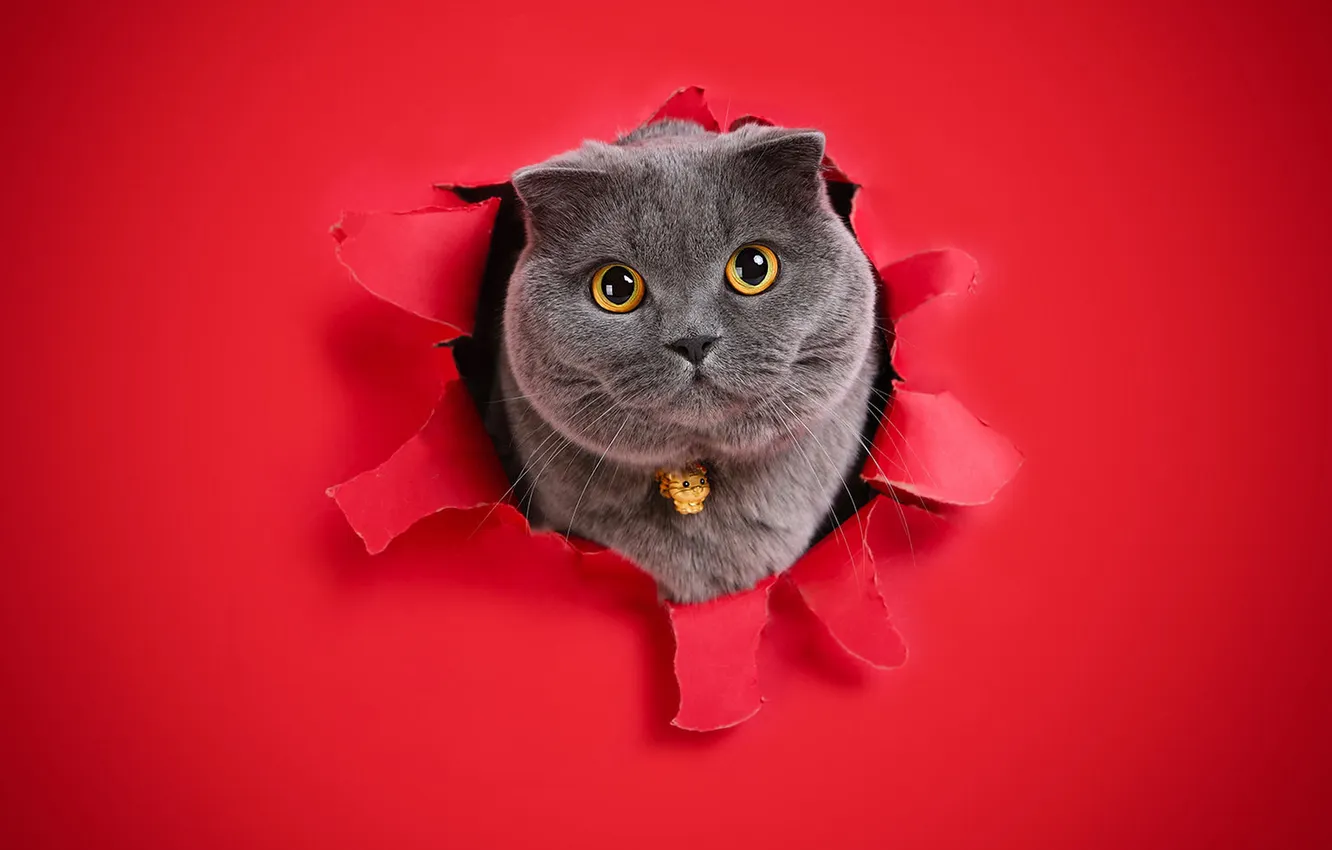 Фото обои кошка, кот, взгляд, поза, мордашка