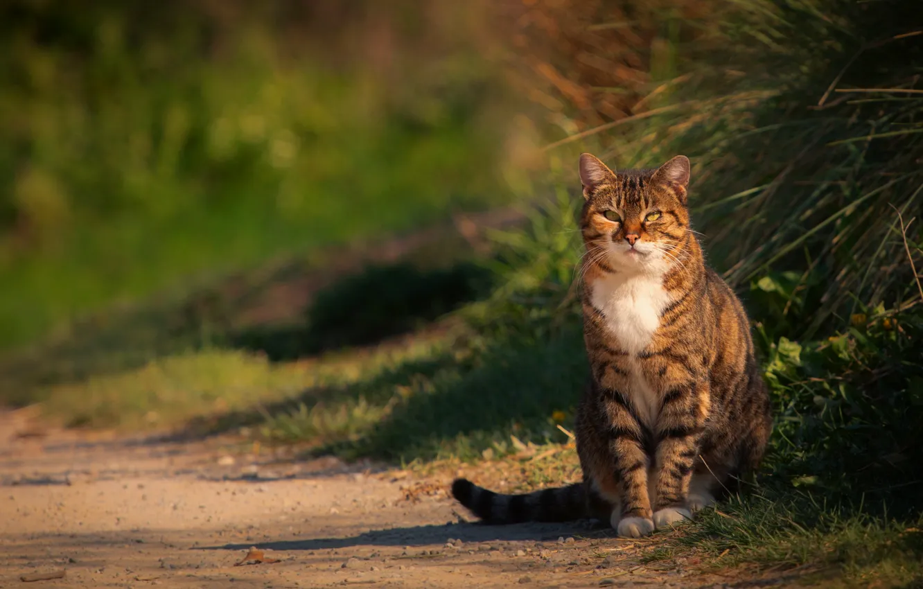 Фото обои дорога, кошка, трава, кот, свет, серый, прогулка, сидит