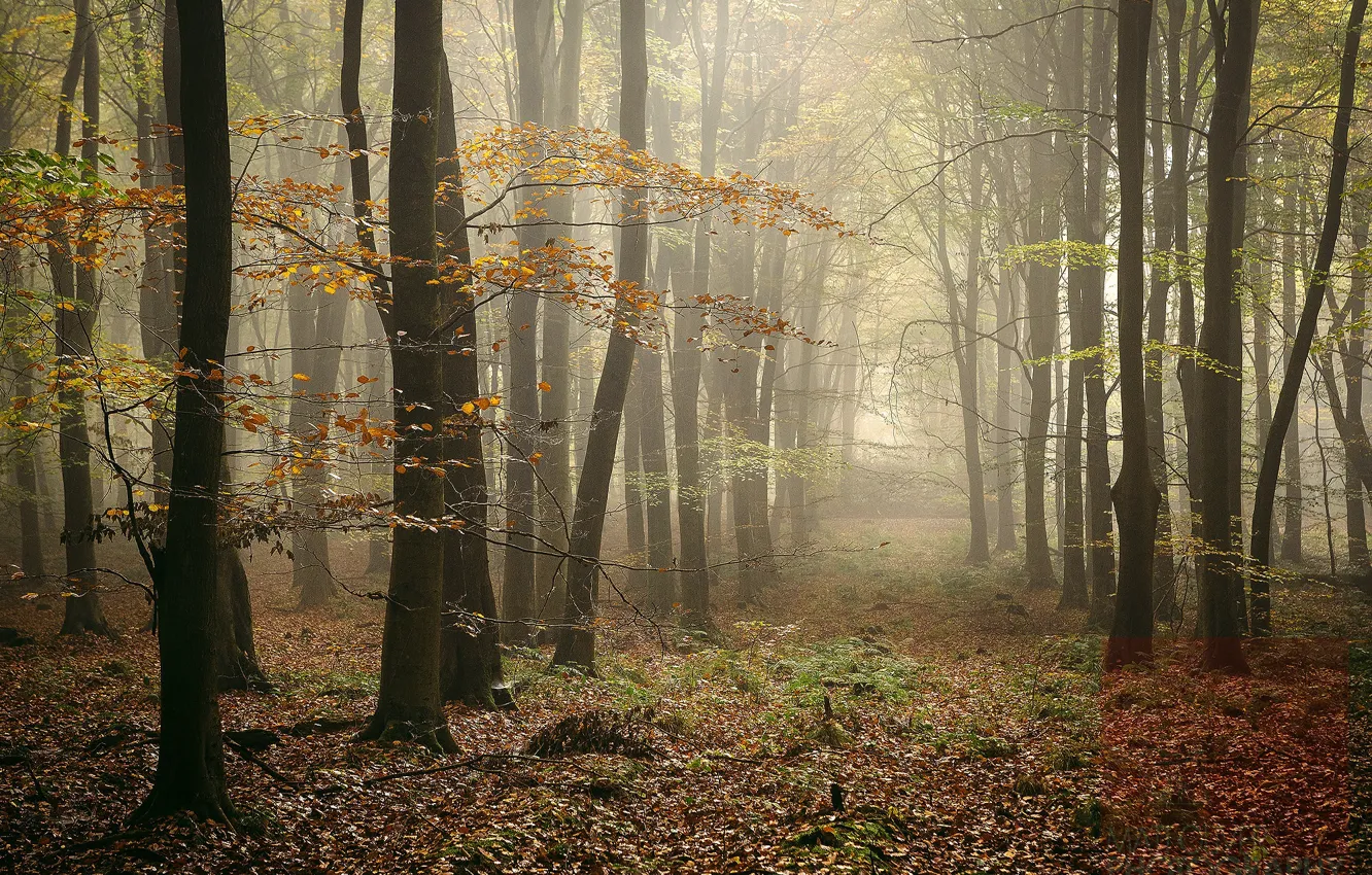 Фото обои осень, лес, туман, фото