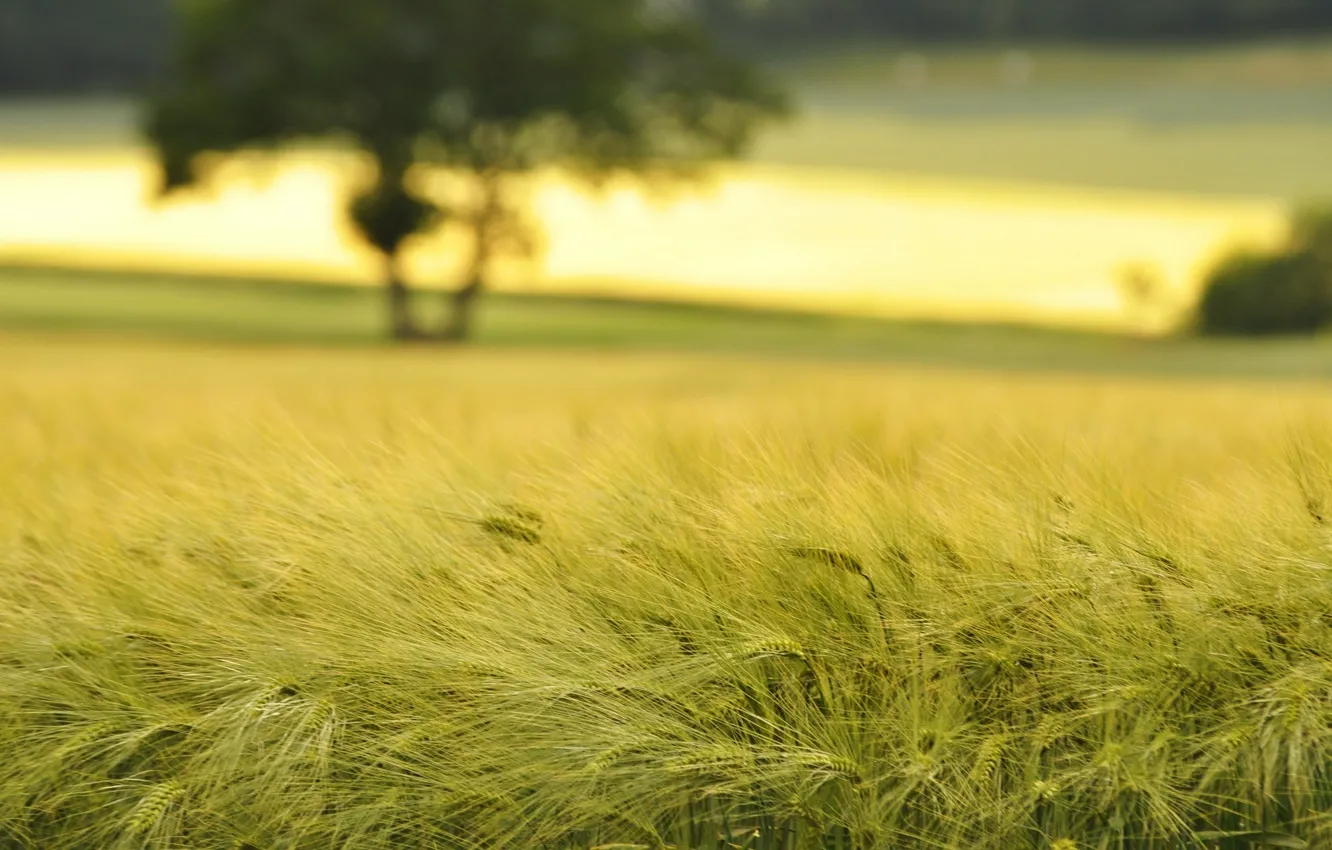 Фото обои пшеница, поле, макро, природа, поля, колоски, колосья, колосок