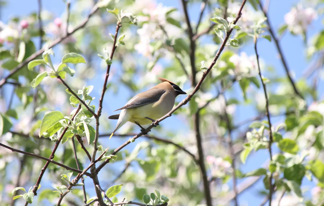 Фото обои птица, весна, яблоня, цветение, свиристель