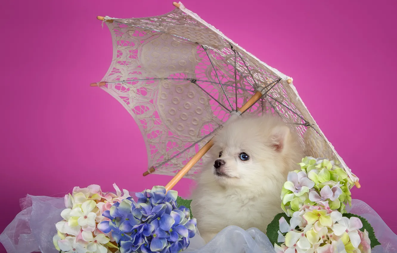 Фото обои белый, зонтик, щенок, гортензия, шпиц