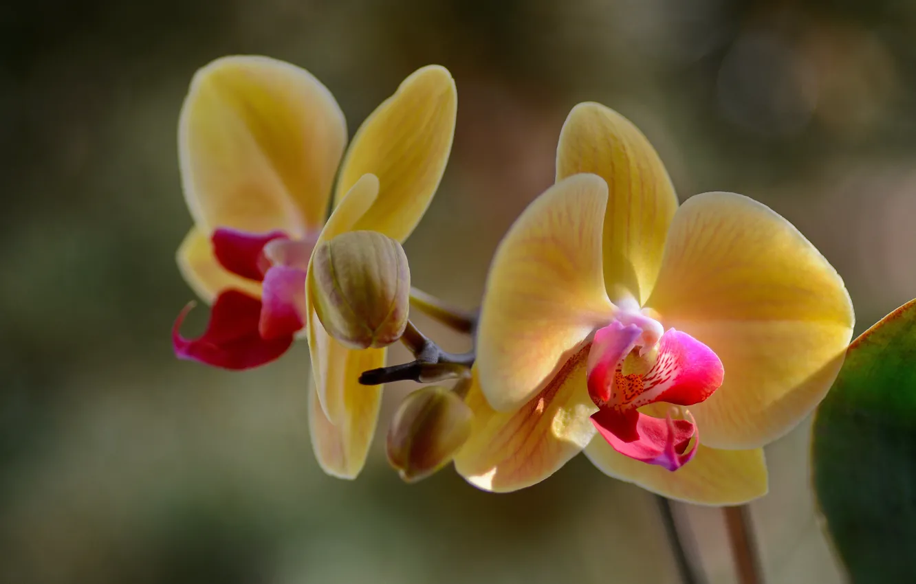 Фото обои макро, цветы, орхидея
