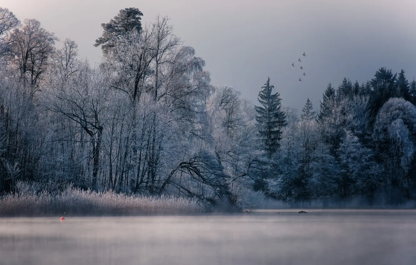 Фото обои зима, лес, деревья, природа