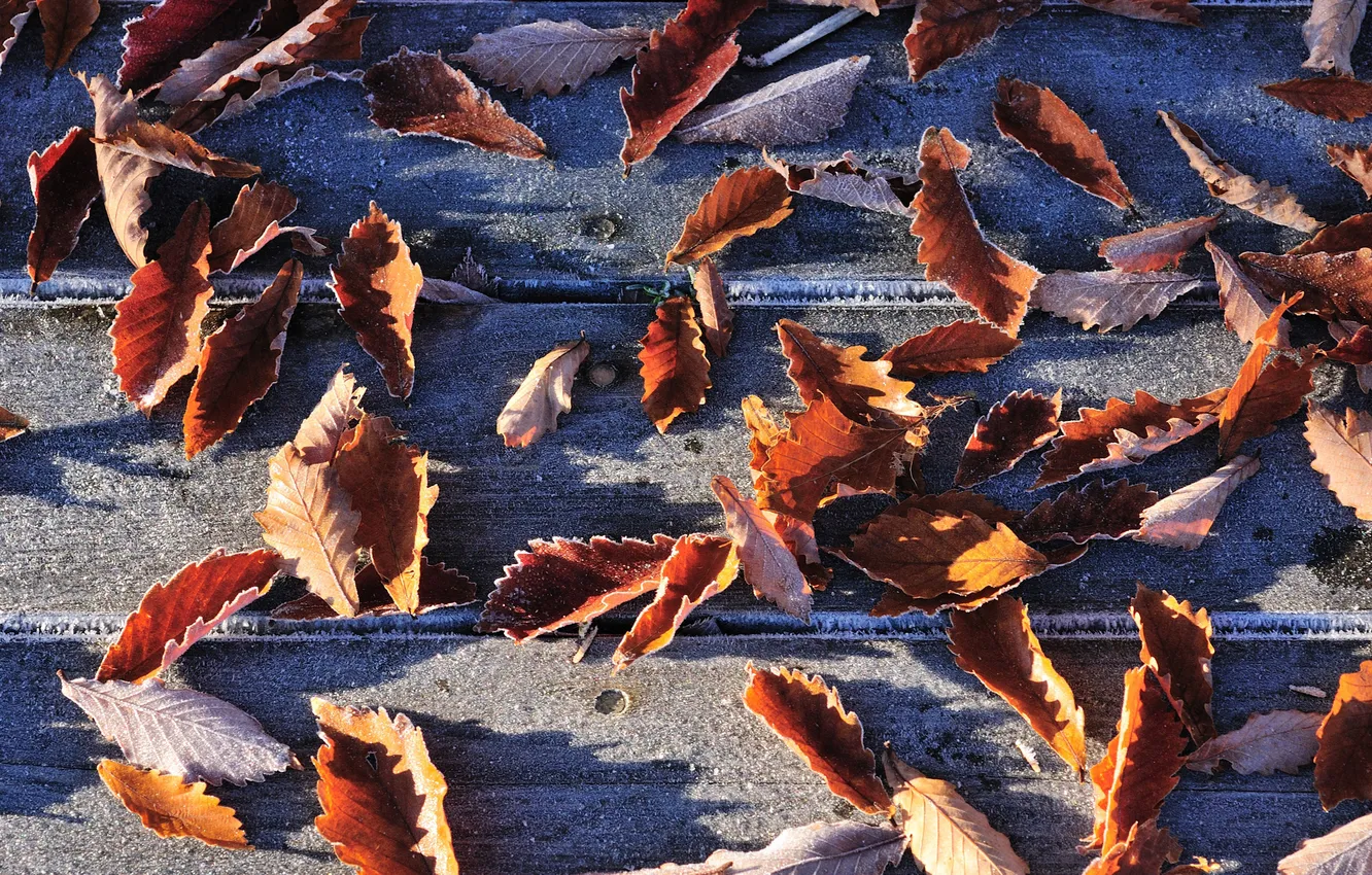 Фото обои осень, листья, доски