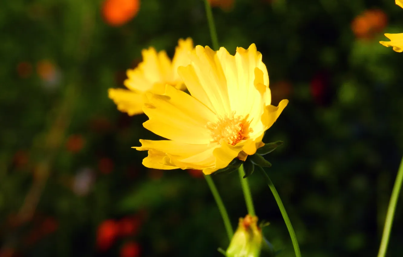 Фото обои цветок, цветы, желтый