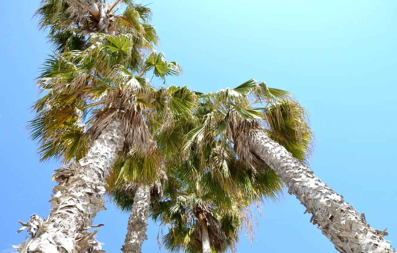 Фото обои пальмы, Калифорния, США, Лос-Анджелес, Санта Моника