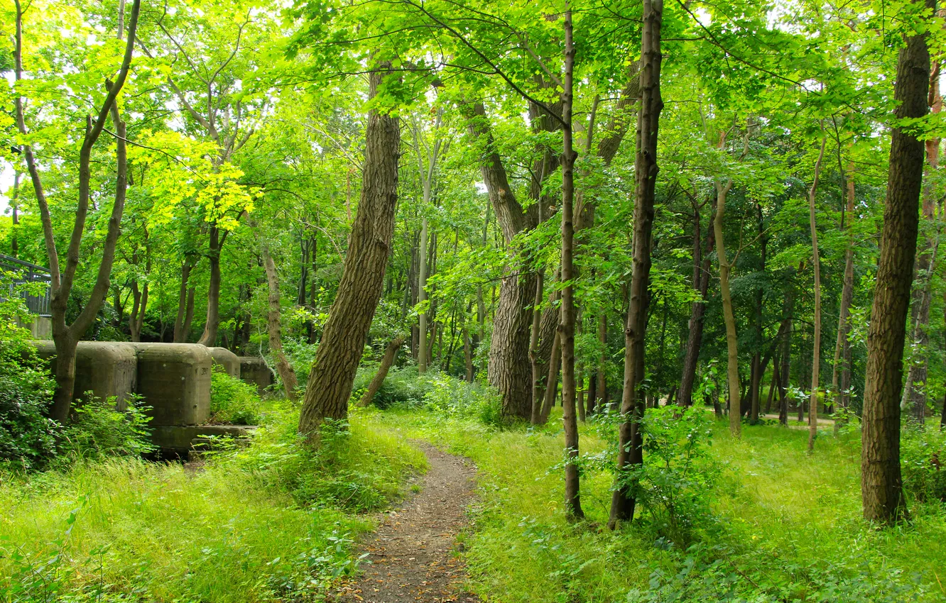 Фото обои forest, trees, park, alley