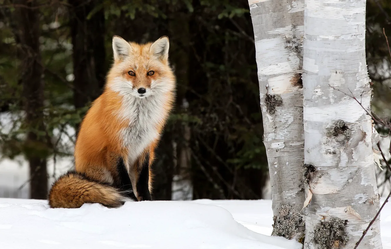 Фото обои зима, деревья, природа, животное, лиса, берёзы, лисица, Peter Darcy