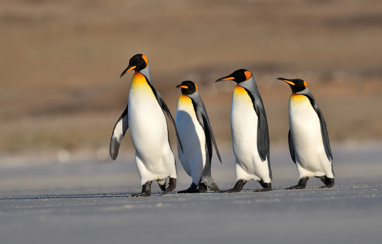 Фото обои птицы, пингвины, прогулка