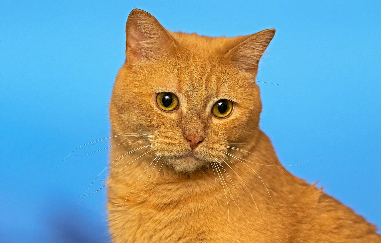 Фото обои кошка, фон, портрет, мордочка, рыжий кот, котейка, фзгляд