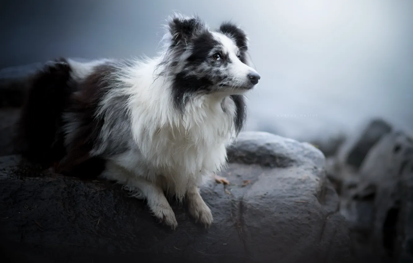 Фото обои взгляд, друг, собака