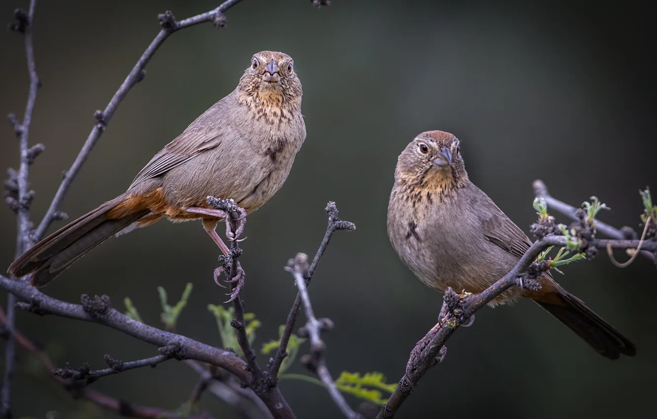 Фото обои птицы, ветки, каньонный тоухи