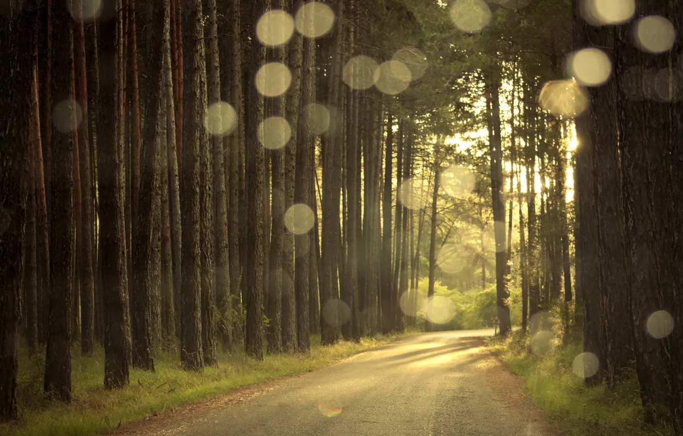 Фото обои дорога, лес, свет, блики, вечер, сосны