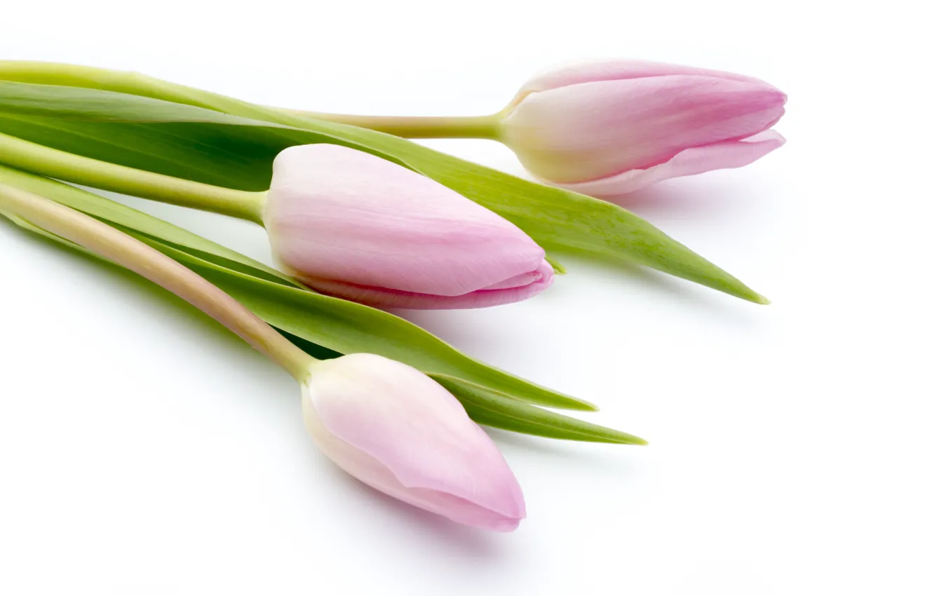 Фото обои цветы, букет, fresh, pink, flowers, beautiful, tulips, розовые тюльпаны