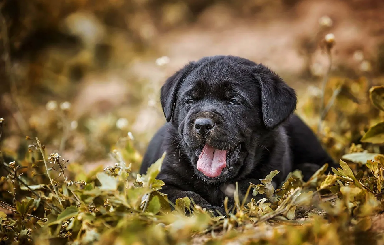 Фото обои трава, собака, малыш, щенок, Лабрадор-ретривер