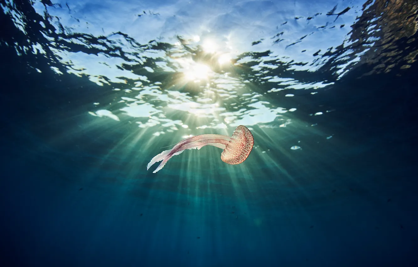Фото обои море, вода, свет, медуза, подводный мир