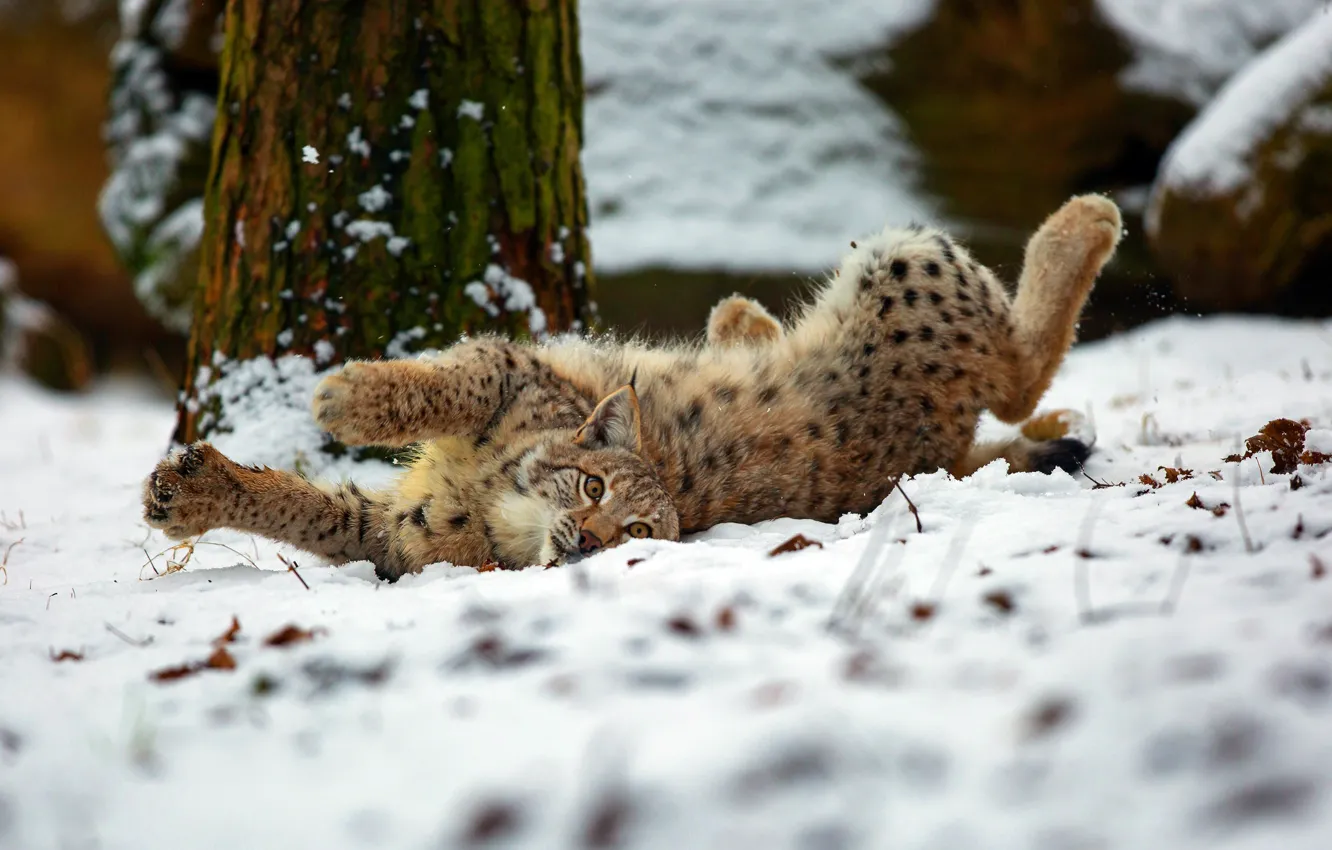 Фото обои зима, лес, кошка, взгляд, снег, поза, лапы, лежит