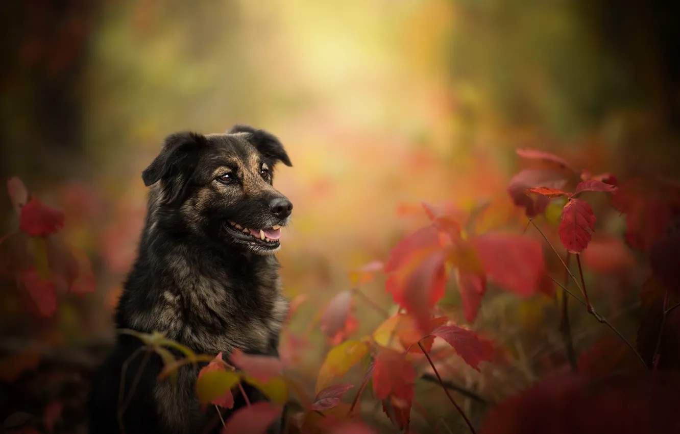 Фото обои осень, листья, ветки, собака, боке