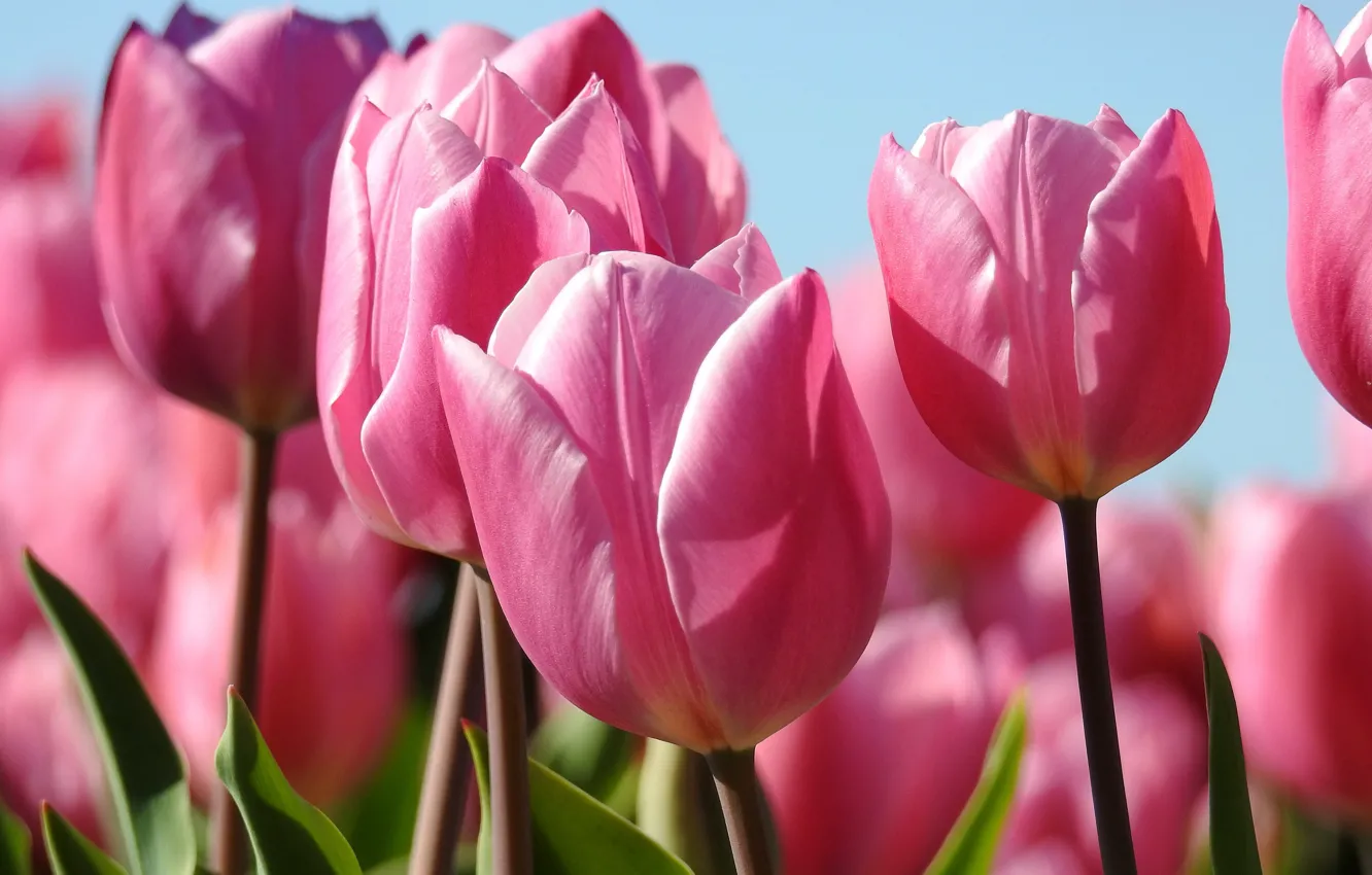 Фото обои макро, тюльпаны, розовые, бутоны