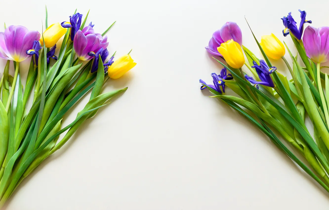 Фото обои Цветы, тюльпаны, ирисы