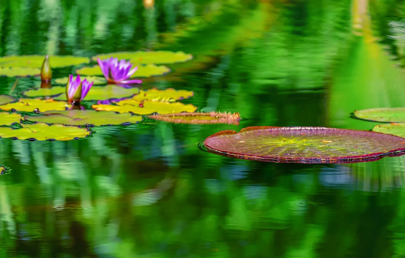 Фото обои листья, вода, Цветок, Водяная лилия