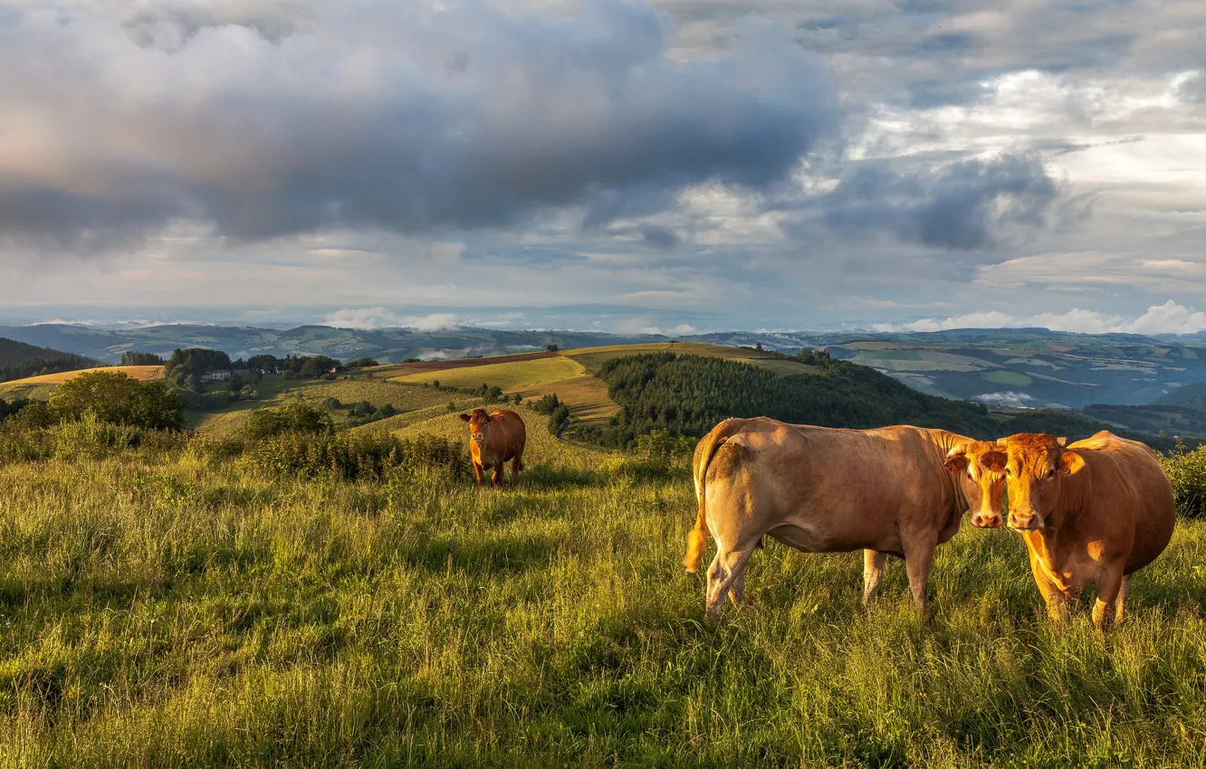 Фото обои зелень, поле, животные, лето, трава, взгляд, облака, свет
