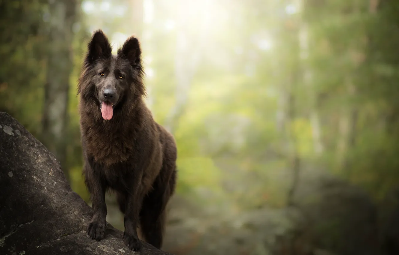 Фото обои лес, собака, боке, Бельгийская овчарка, Грюнендаль