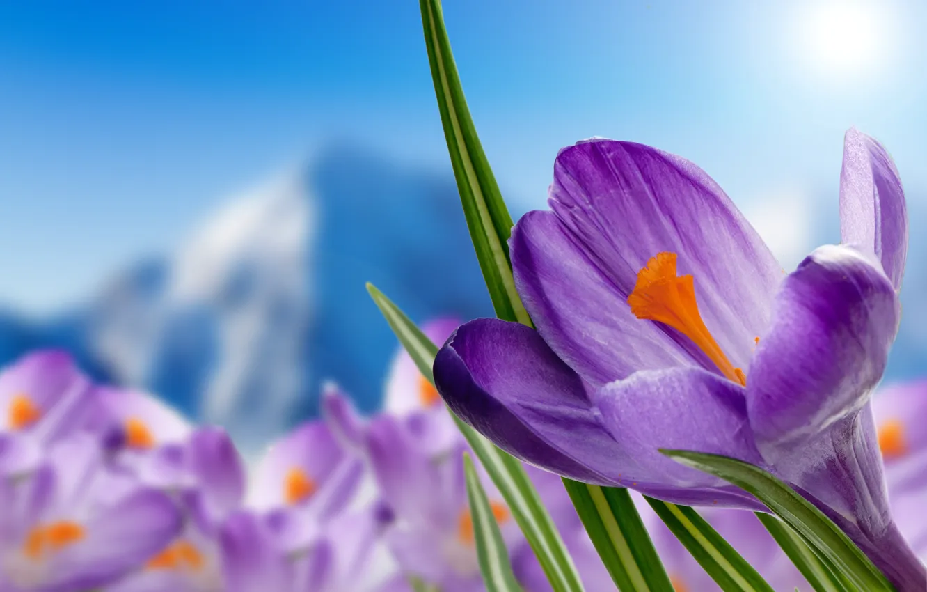 Фото обои цветы, весна, Крокусы