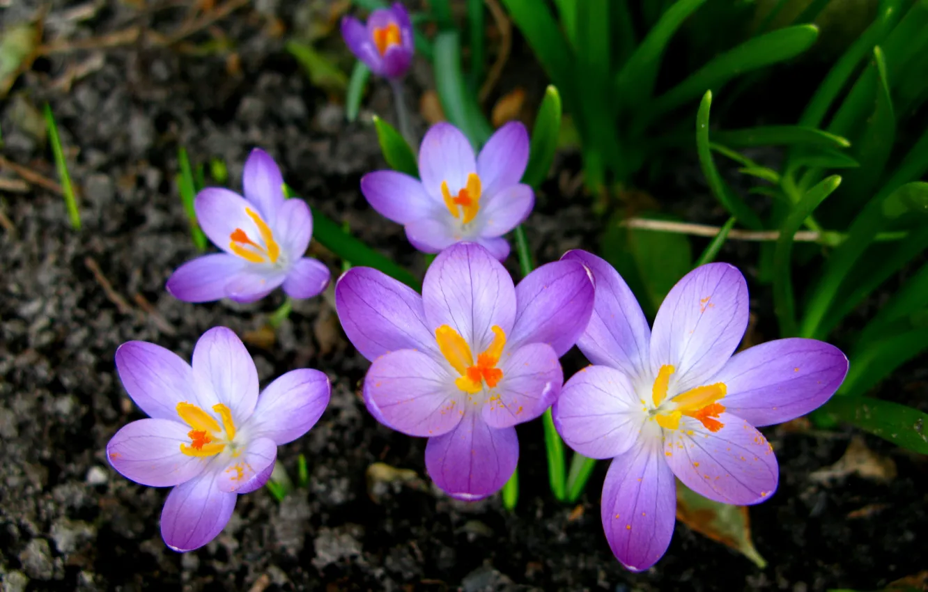 Фото обои цветы, весна, крокусы