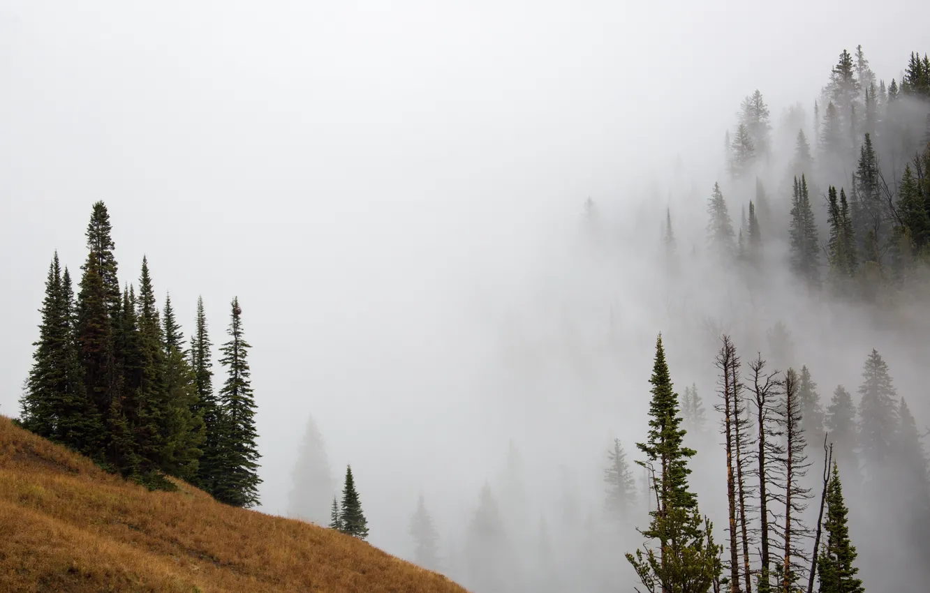 Фото обои осень, лес, деревья, горы, туман, склон