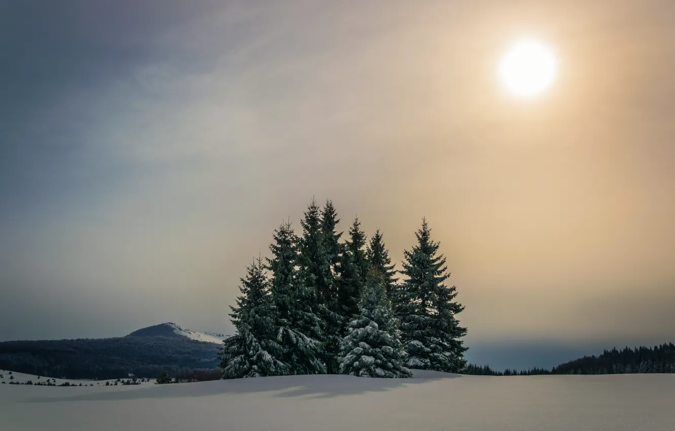 Фото обои зима, лес, небо, солнце, снег, горы, ели