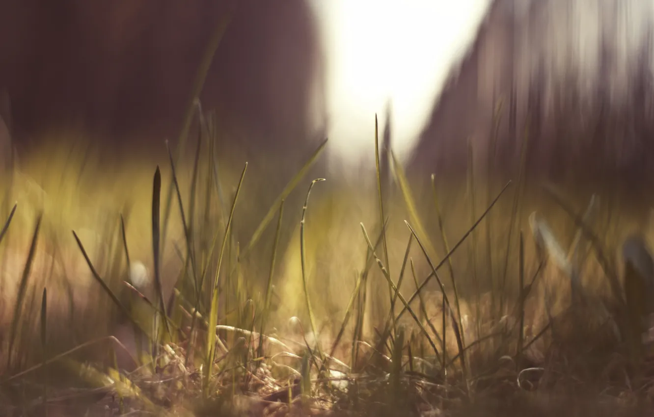 Фото обои трава, солнце, макро, природа, блики, земля, macro