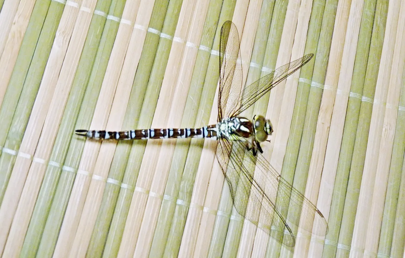 Фото обои лето, стрекоза, насекомое