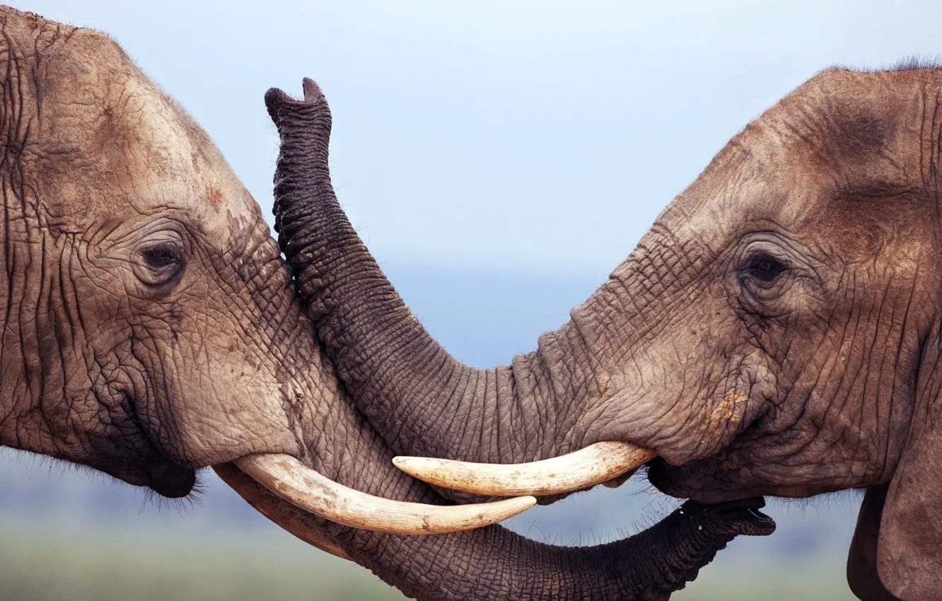 Фото обои animals, nature, elephant, wildlife, animal themes, mamma