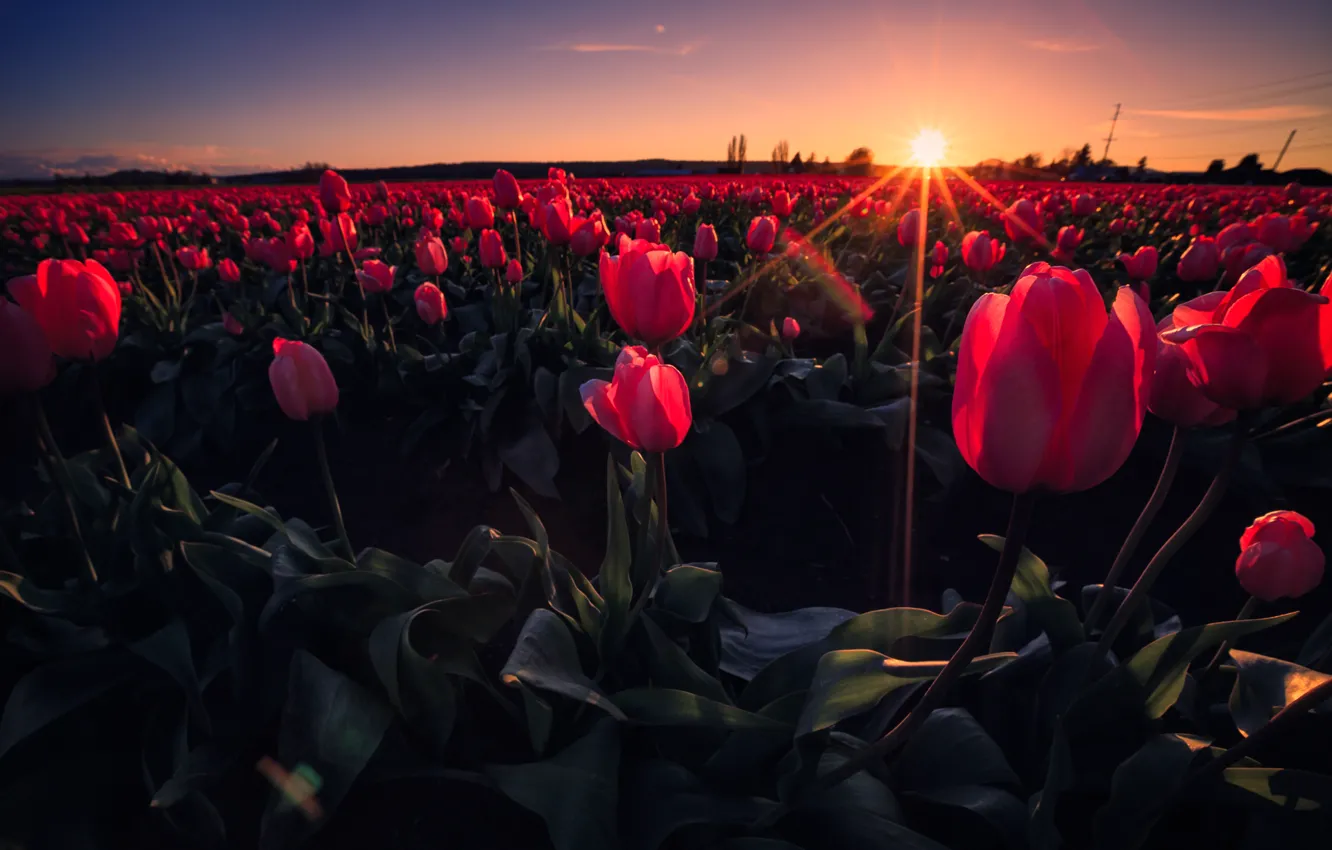 Фото обои поле, небо, лучи, закат, цветы, луг, тюльпаны