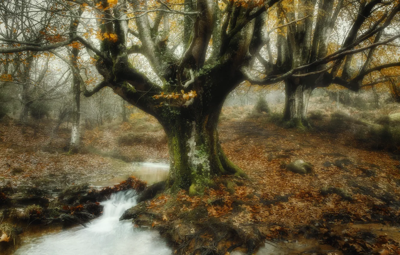 Фото обои осень, дерево, речка