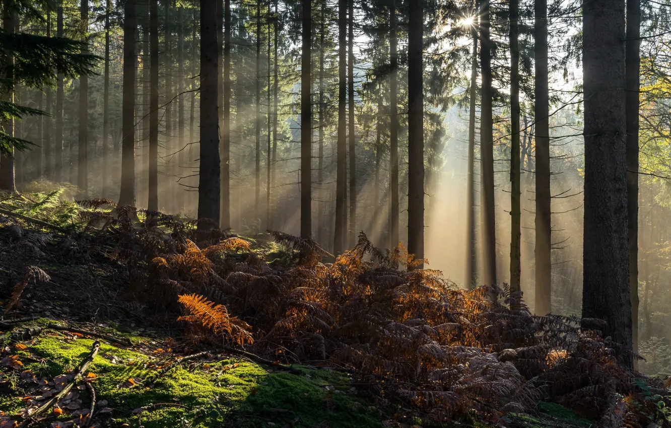 Фото обои лес, лето, солнце, лучи, свет, деревья, природа, папоротник
