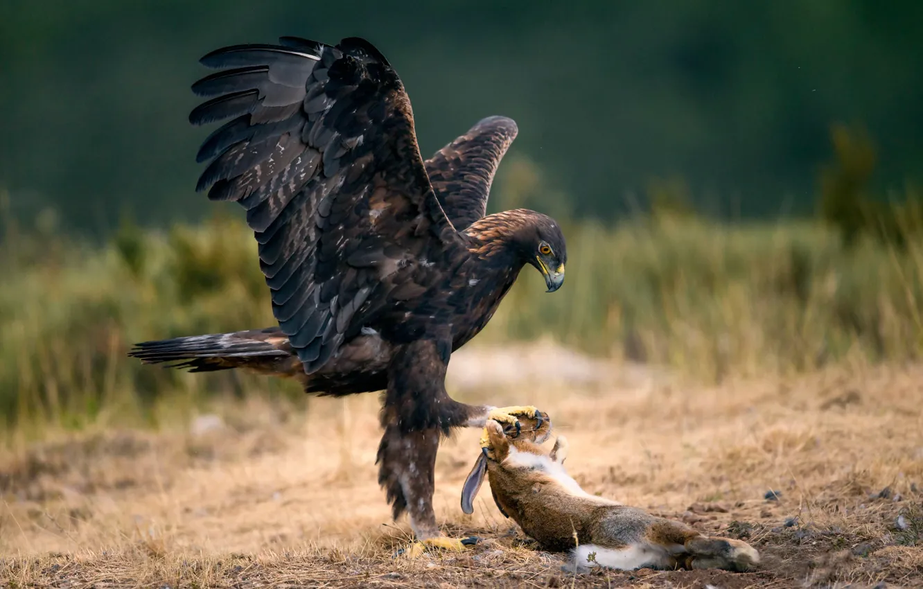 Фото обои птица, заяц, добыча, The Eagle and the Rabbit