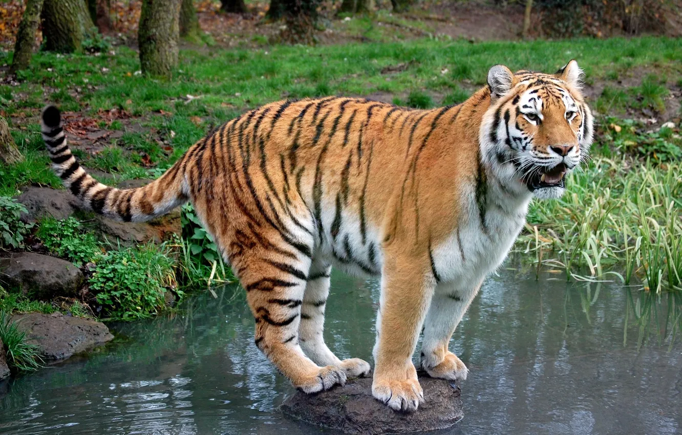 Фото обои ручей, камень, хищник, Тигр